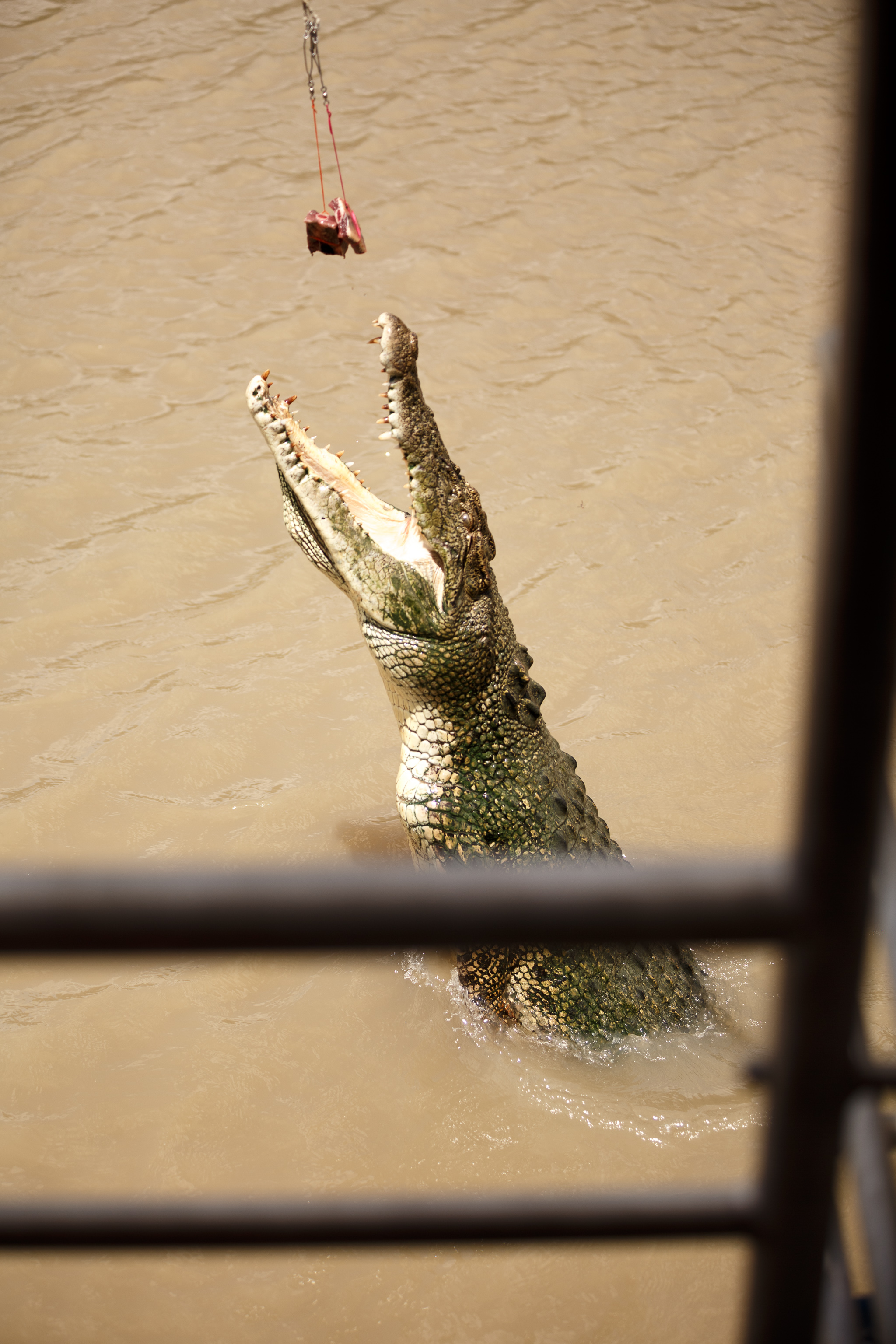 Culture-and-Crocodiles-Low-Res-JPEGs-141